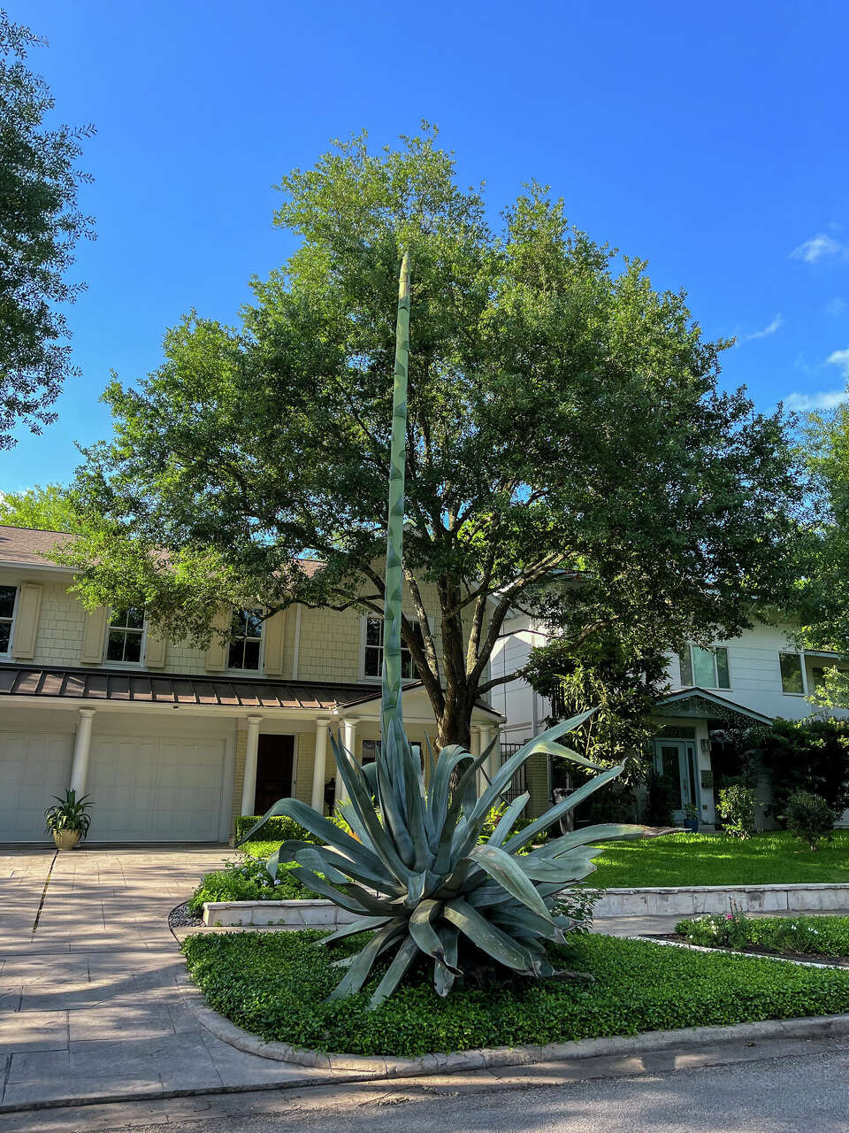 Two-story-tall agave plant set to flower, then die in front of Houston home, image size:960x1280
