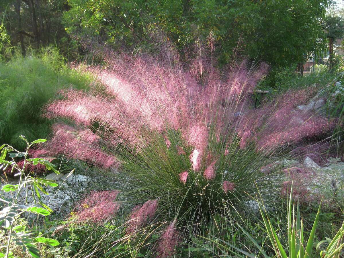 The plumes of Gulf muhly grass add color to the fall garden.