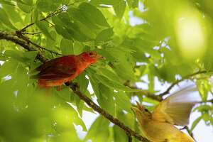 A brightly plumed red bird is in Houston: the summer tanager