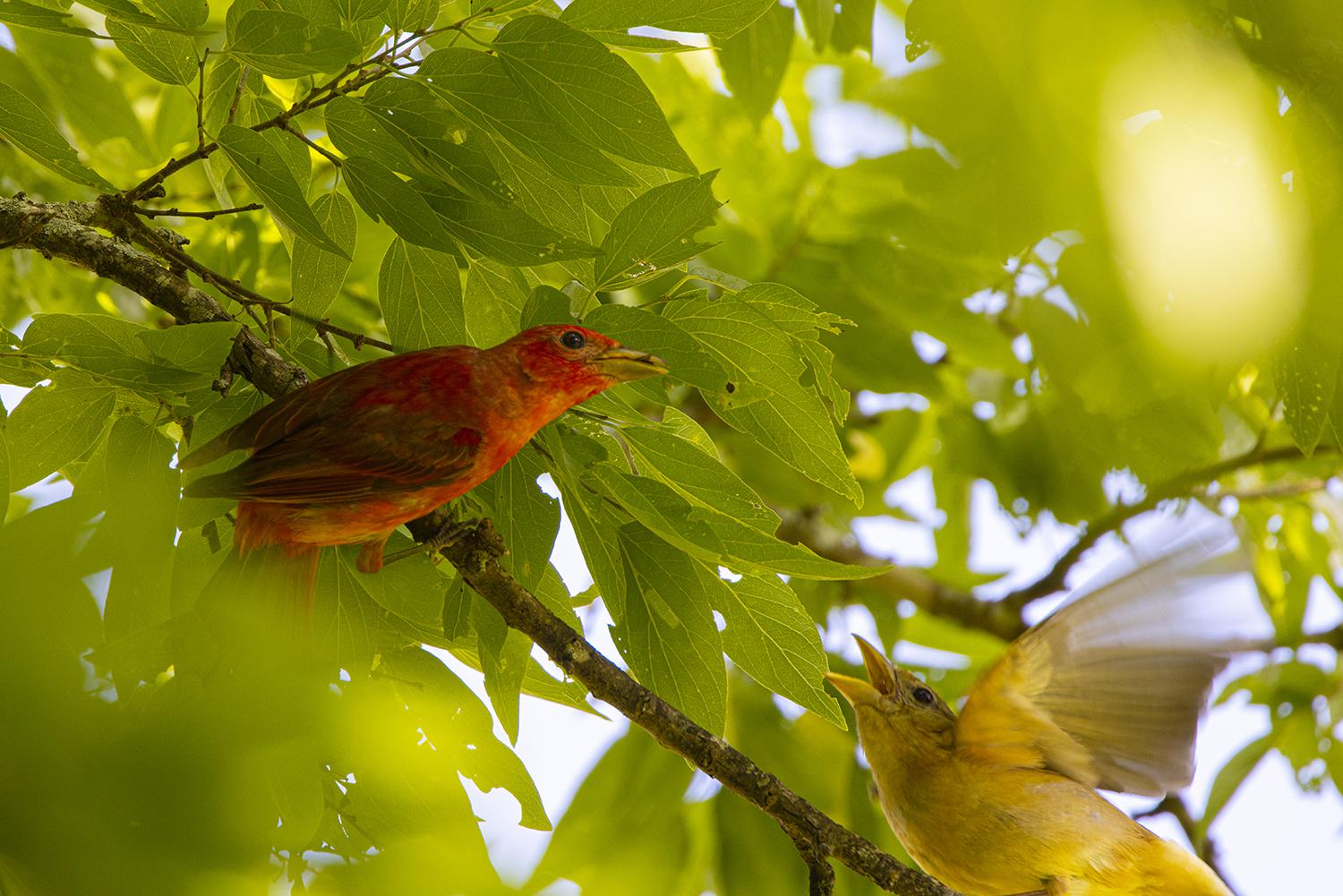 Speaking of Nature: A winter classic: the northern cardinal