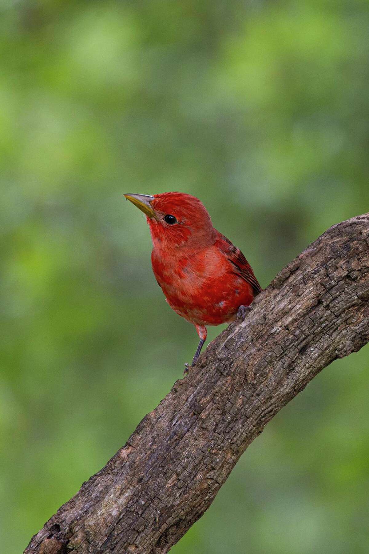 Summer tanagers are nesting in the area. Look for the red male with a bone colored beak.