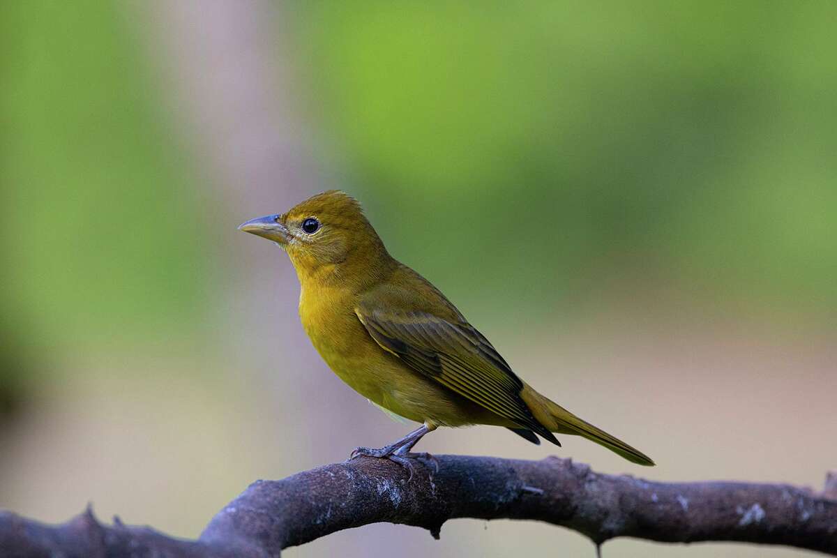 A brightly plumed red bird has come to Houston, and we’re not talking ...