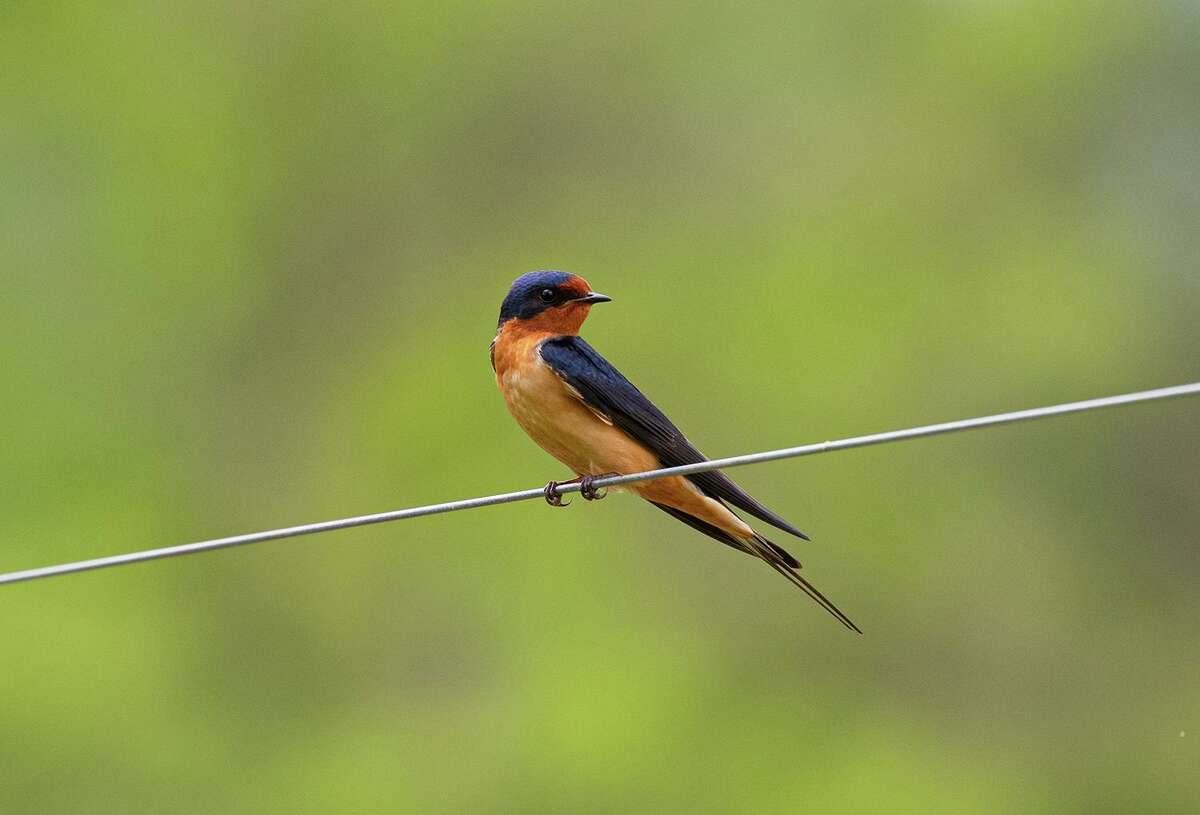 Houston bird watching: 8 species to look for in Spring