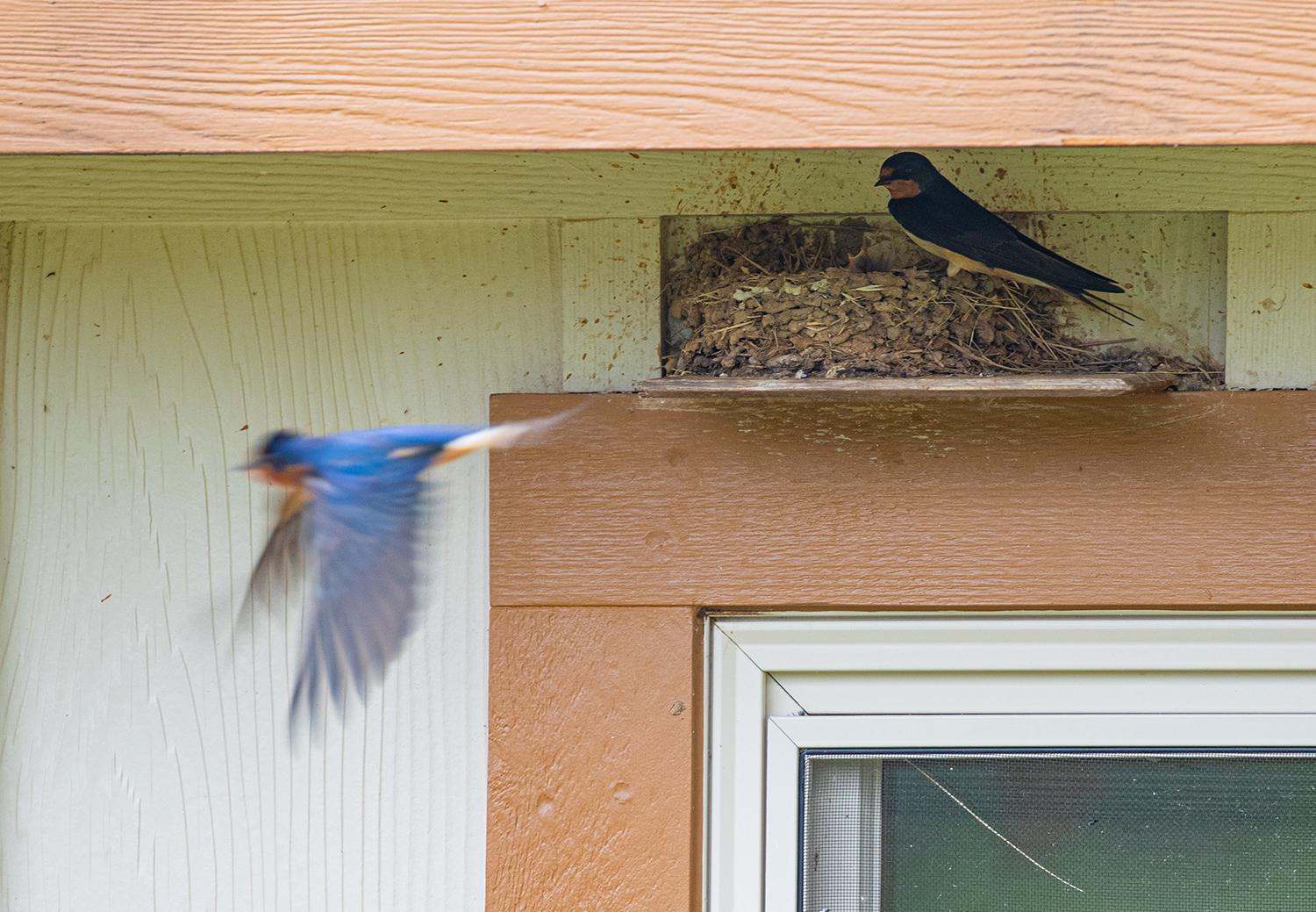 Barn swallows and cliff and cave swallows are brick masons of the bird world