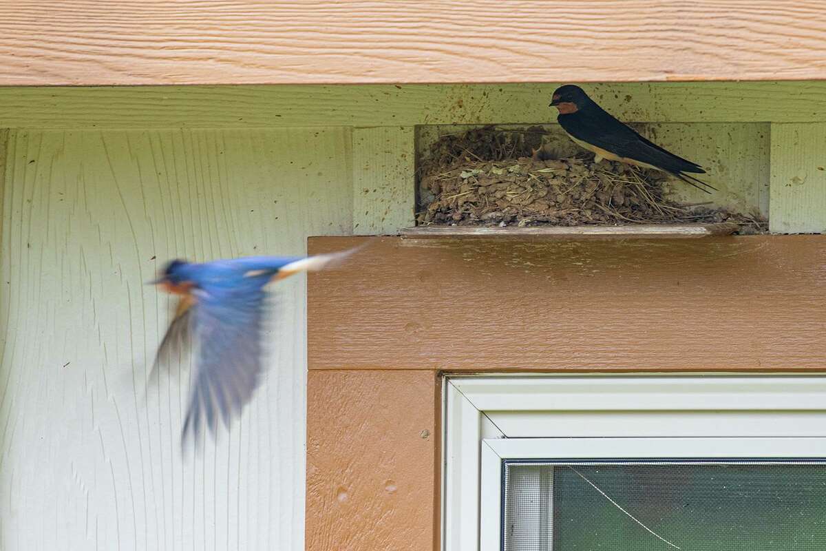 Barn swallows are the bird versions of human brick masons. Both parents tend to the nest and will return to the same nesting site every year.