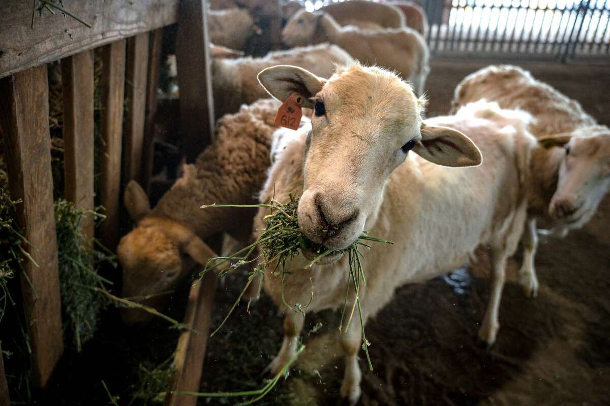 Circle Rocking S Children's Farm, in Free Soil, will be hosting a sheep shearing demonstration on Tuesday.