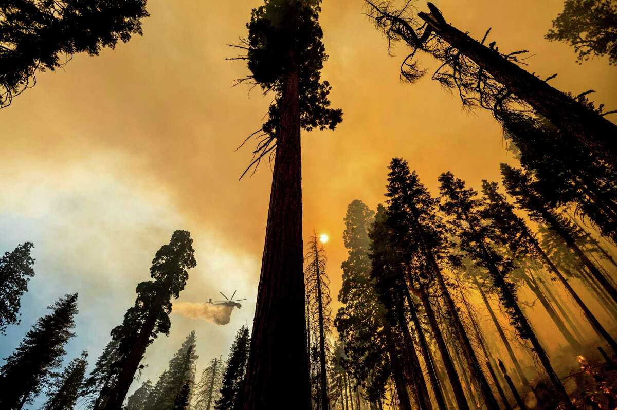 A helicopter drops water on the Windy Fire burning in the Trail of 100 Giants grove of Sequoia National Forest in September. The trail is reopening to the public on Friday.