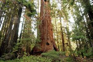 Popular giant sequoia trail to reopen Friday after narrowly escaping fire