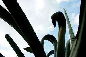 20-foot-tall century plant in Houston puts on a...