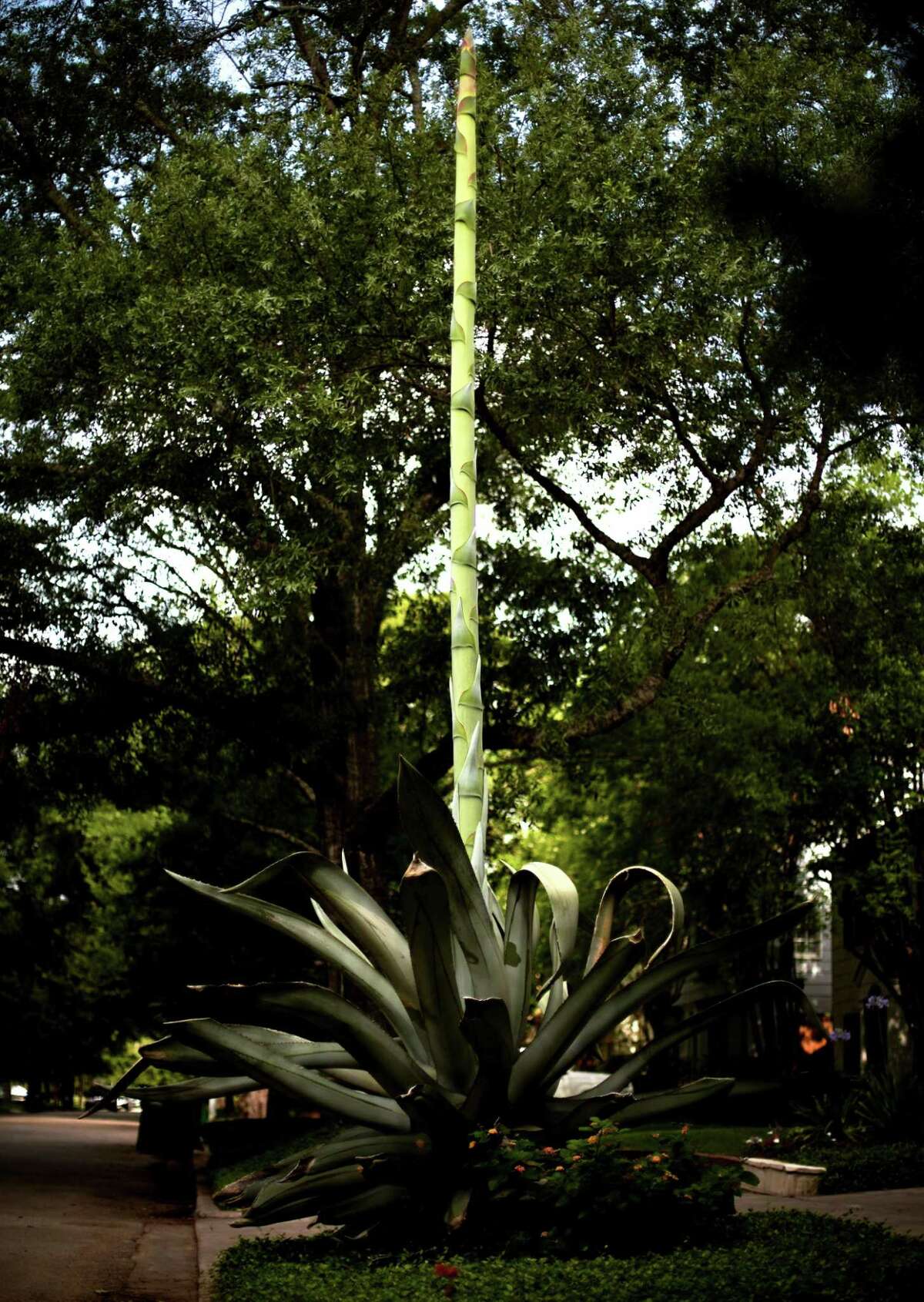 An agave americana, also known as a “century plant,” has a center stalk that has grown to 20 feet. In the next few weeks it will likely bloom and then die.