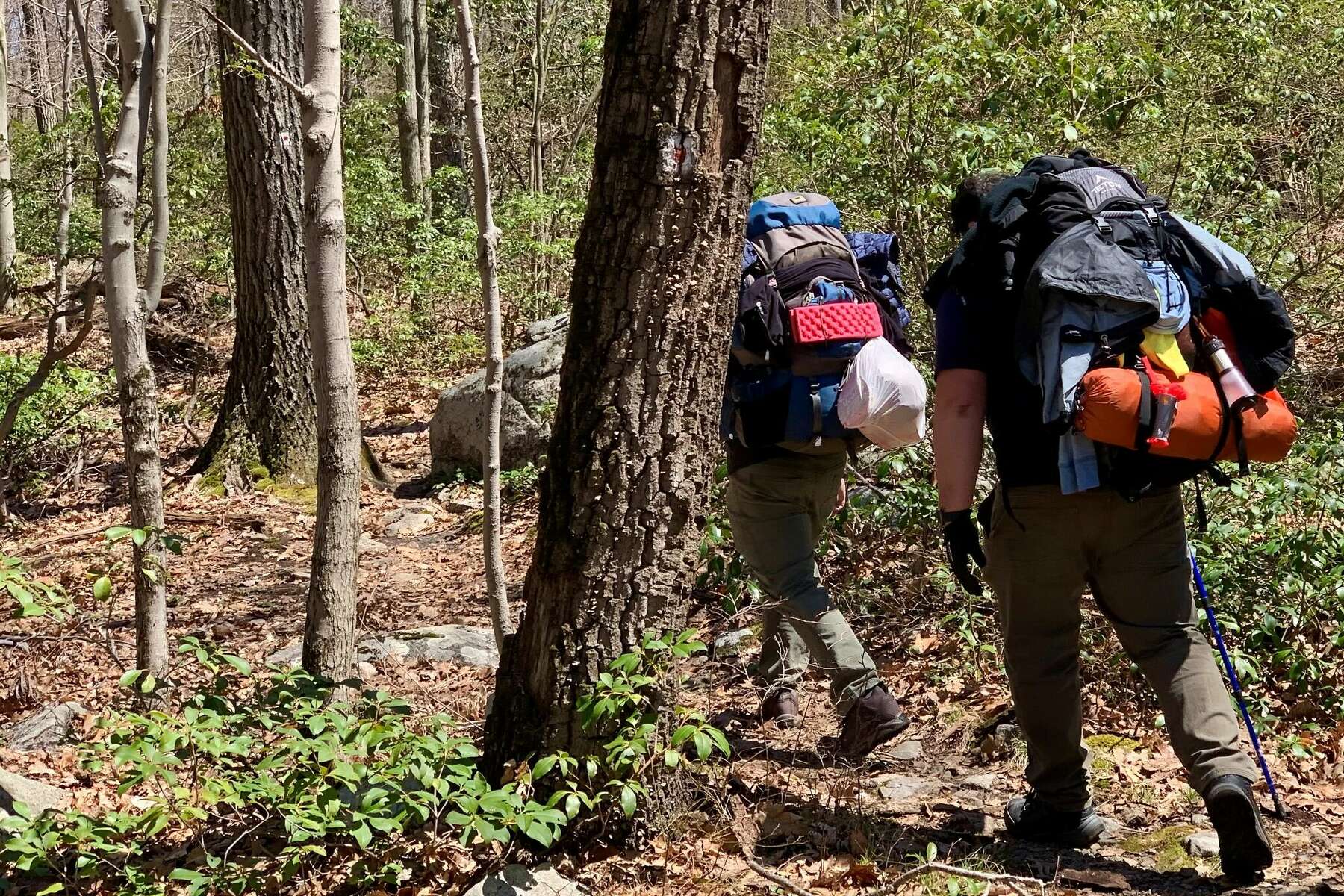 Hiking in the Catskills: A Beginner's Guide to Hudson Valley Treks