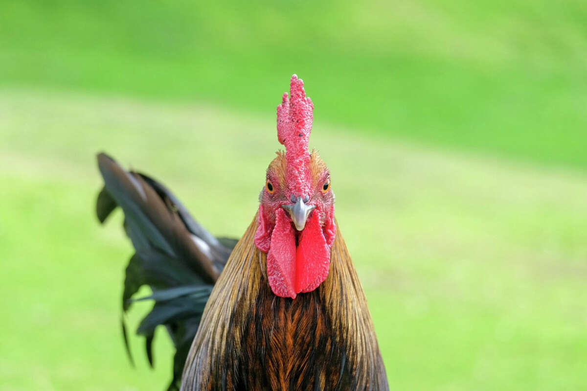 A rooster in Kula, Hawaii. 
