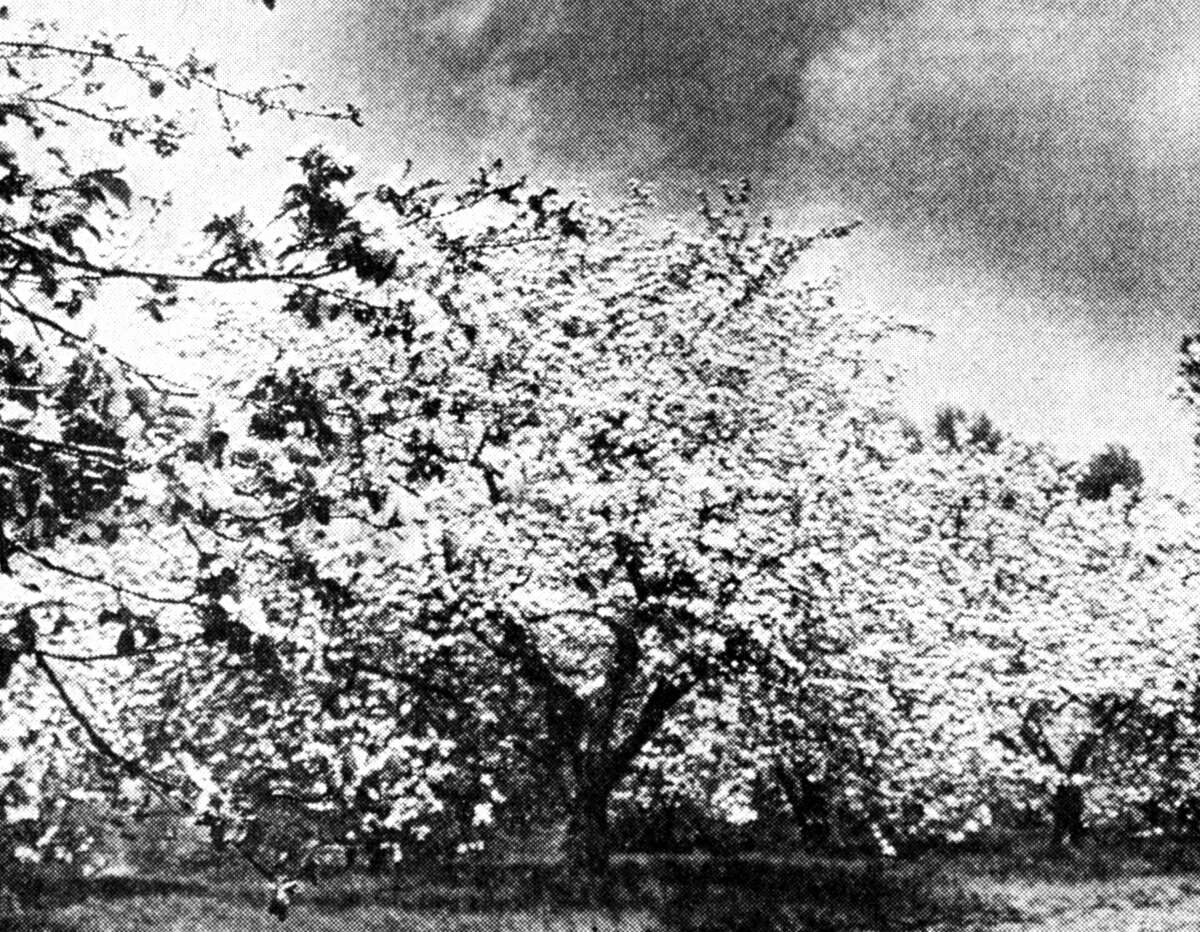 If blossoms were the key to high production, fruit growers can look for a record crop this year. However, there are many factors that enter into the picture before harvest time, one of the major hazards being frost, which the growers will be very concerned about in the next few weeks. The photo was published in the News Advocate on May 18, 1962.