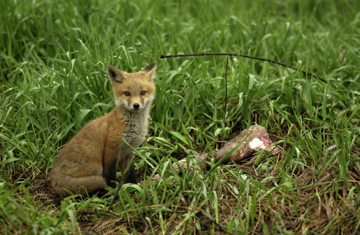 newborn red fox kits