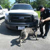 Kountze Police Sergeant Clint Robinson demonstrates the speed with which his new partner Fox can find drugs hidden in a fellow officer's vehicle. Fox recently passed his state certification tests in narcotics detection and will be part of the team helping to fight crime in Kountze and Hardin County. Fox was originally a military dog, but was put up for adoption after failing to be aggressive enough as a bite dog per military standards. Robinson's choice to adopt Fox likely saved his life, as rejected military dogs are often euthanized. Photo made Thursday, May 12, 2022. Kim Brent/The Enterprise