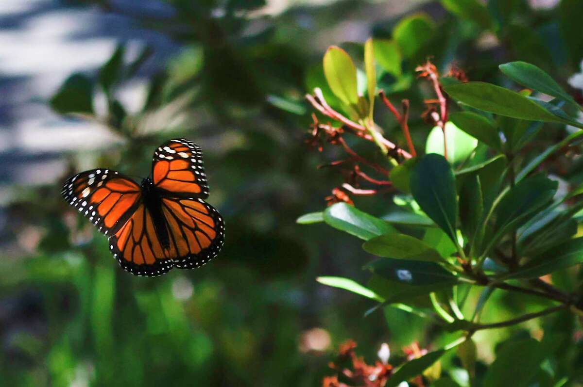 A Monarch butterfly flies around the Gardens at Lake Merritt in Oakland.