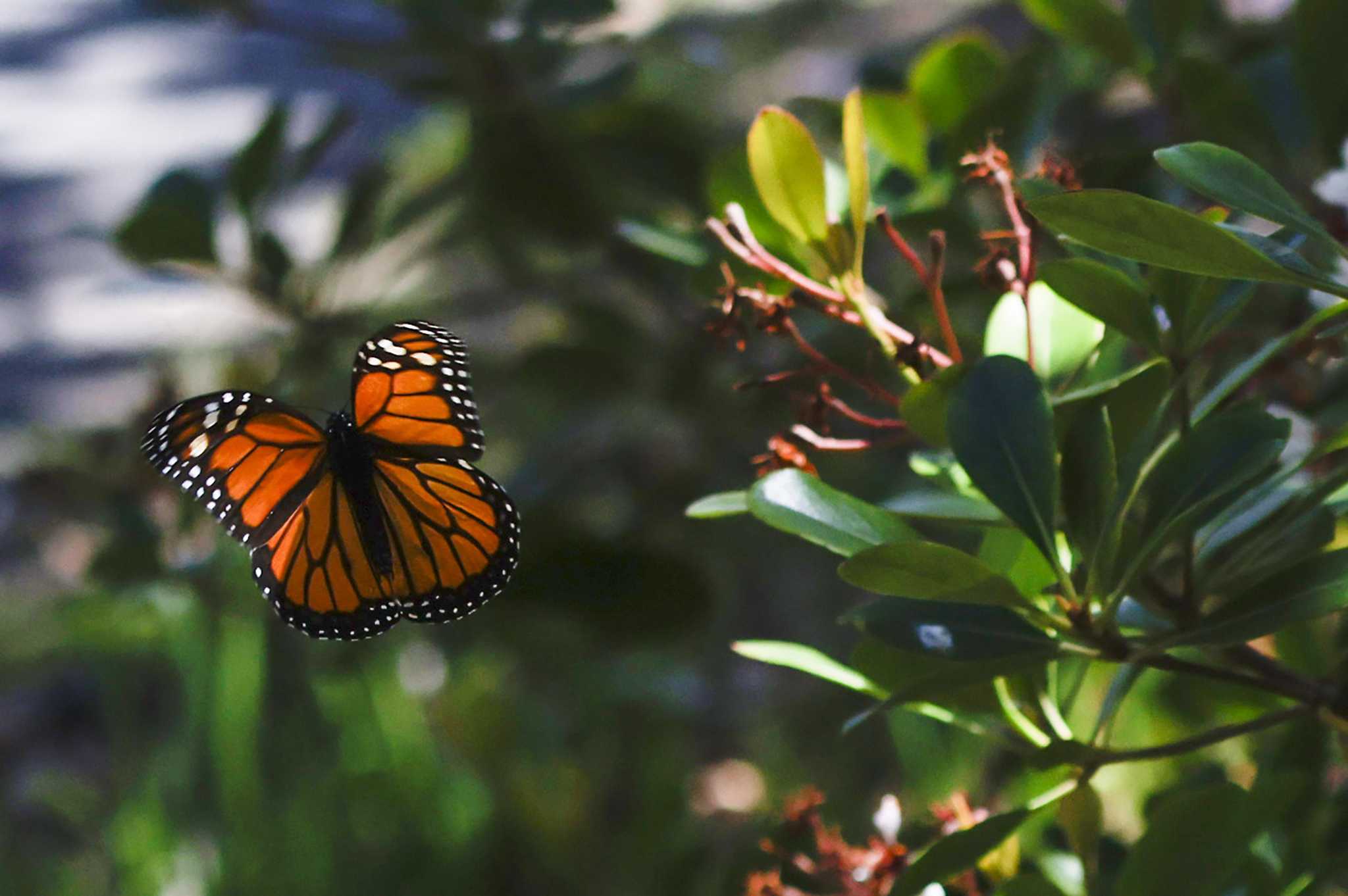 California launched a highstakes plan to save its monarch butterflies