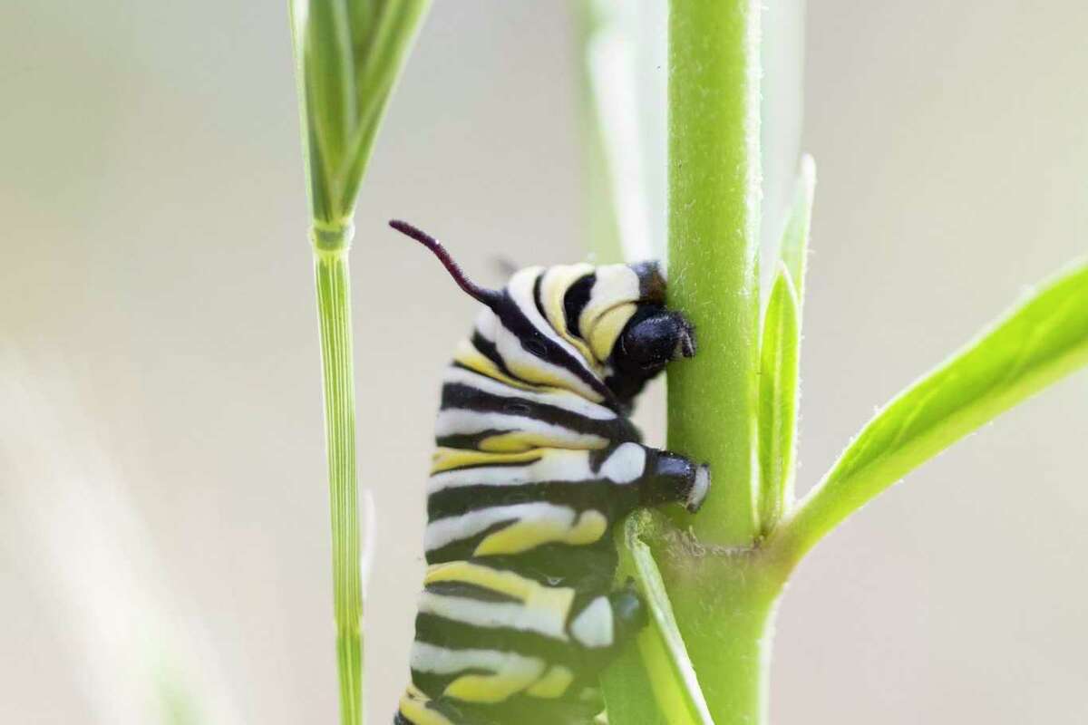 La chenille du monarque rampe le long de la plante d'asclépiade lors de la restauration de la végétation dans la réserve faunique d'Oroville.
