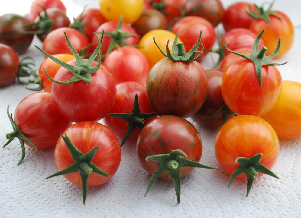 Blue tomatoes? New varieties to try in your Bay Area garden this year - Vimarsana News