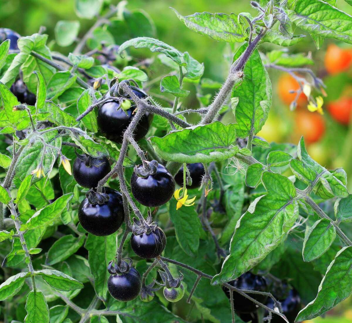A pioneering blue variety was ‘Indigo Rose,’ a large red cherry tomato that is mostly blue.