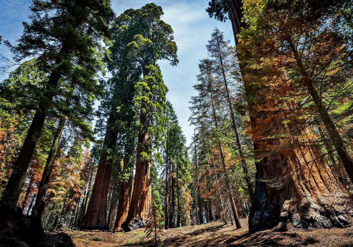 A grove of giant sequoia trees in Mountain Home State Demonstration Forest outside Springville (Tulare County). Crews and research teams have been planting trees in reforestation projects.
