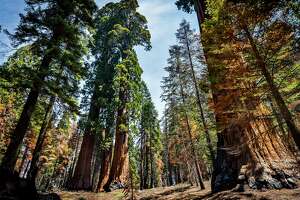Congress wants to save California’s giant sequoias from worsening wildfires. Here’s the plan