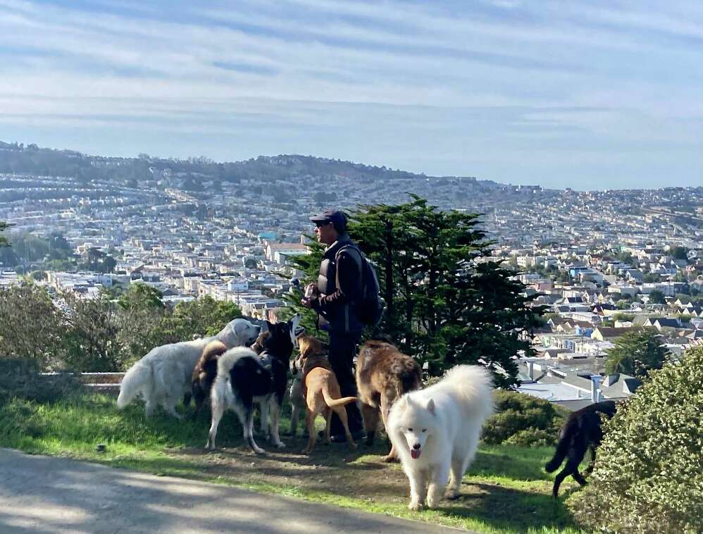 Best San Francisco Hikes (That Are Also Dog Friendly)