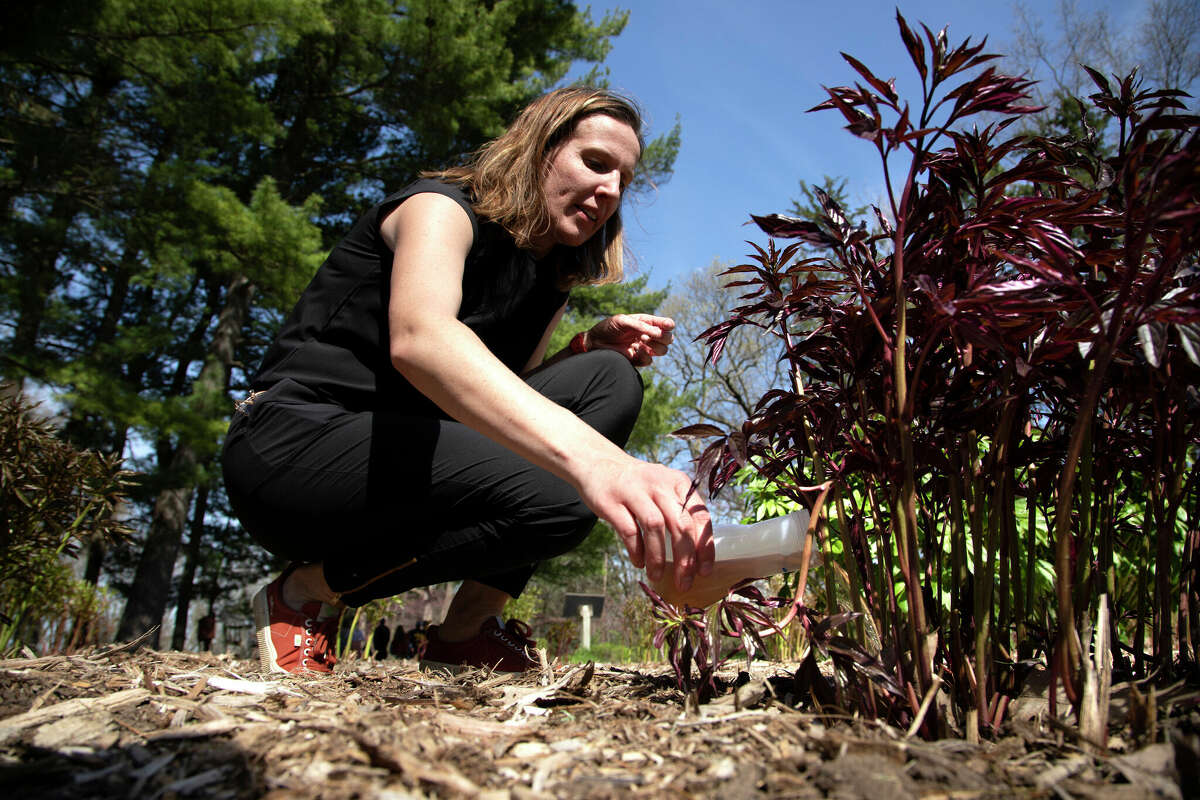 University of Michigan civil and environmental engineering professor Krista Wigginton applies human urine derived fertilizer to beds of peonies at Nichols Arboretum in Ann Arbor on Monday, May 9, 2022. The "pee-cycling" effort is part of University of Michigan research that promotes human urine-based fertilizer as beneficial to the plants and to the environment. (Marcin Szczepanski/Lead Multimedia Storyteller, Michigan Engineering via AP)