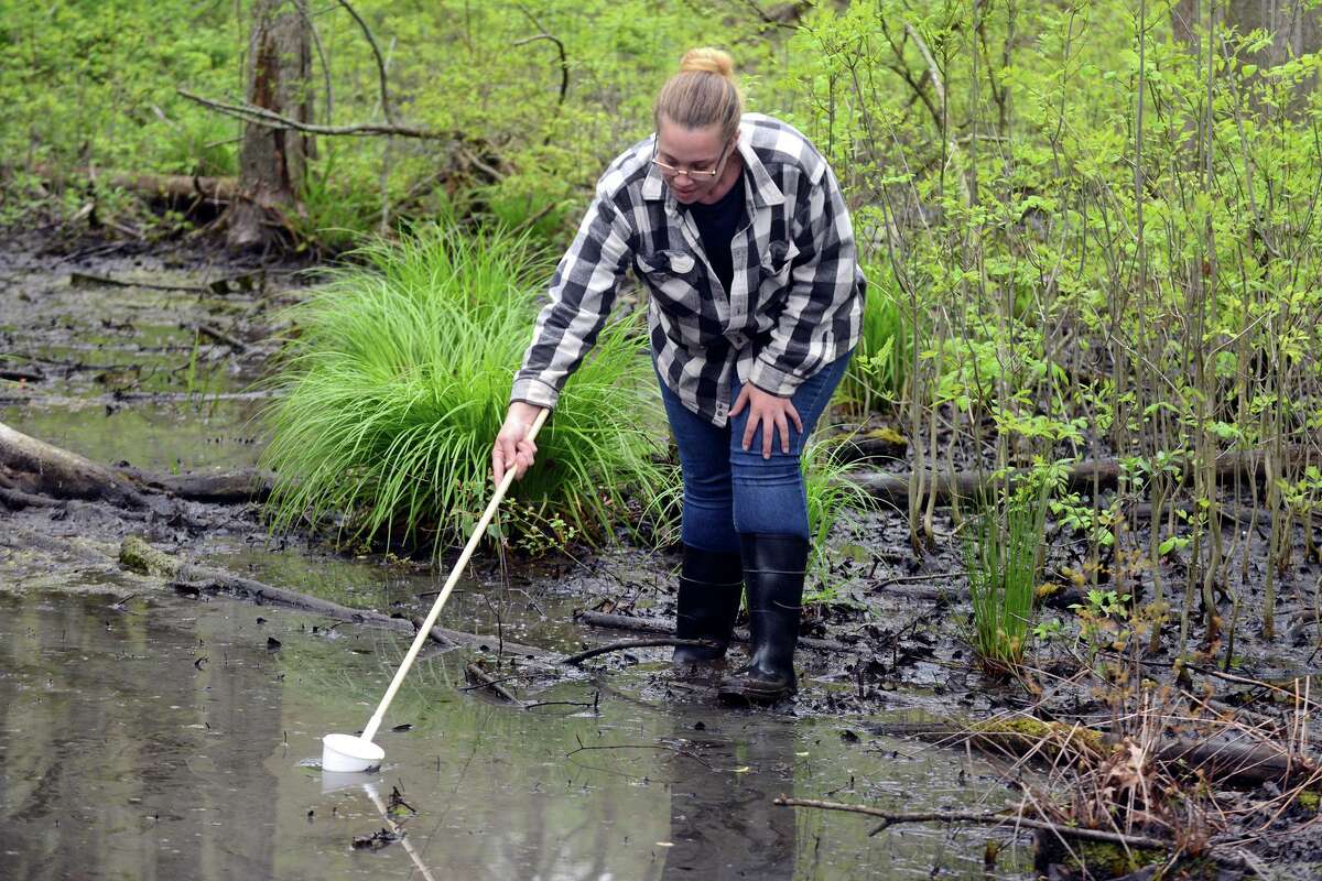 Emily Ossa, a field technician with All Habitats, takes water samples as she searches for mosquito larva in a wildlife preserve in Milford, Conn. May 13, 2022.