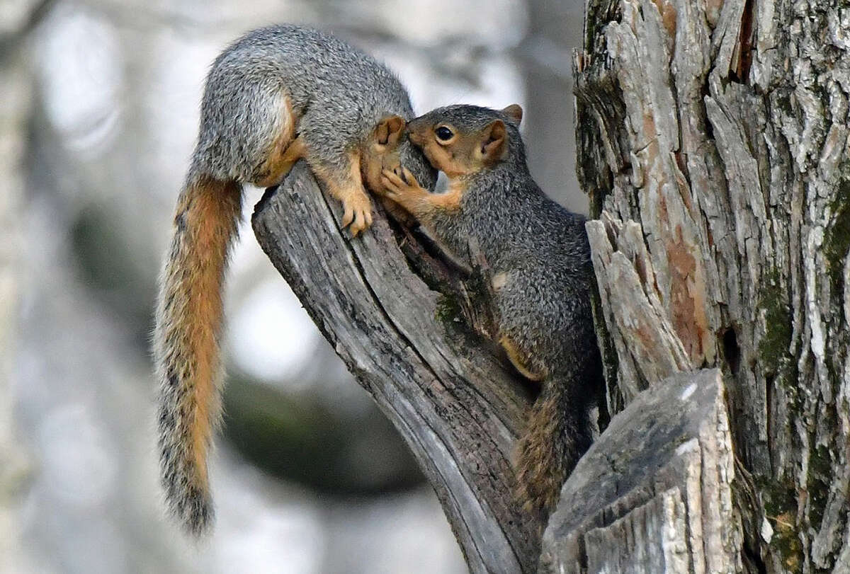 Two squirrels seem to be sharing a secret, perhaps the location of their winter stash, while playing in a tree.