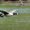 Melissa Makris, of Westport, rows past Riverside Park as she races a goose along the Saugatuck River in Westport, Conn., Tuesday, May 13, 2014.