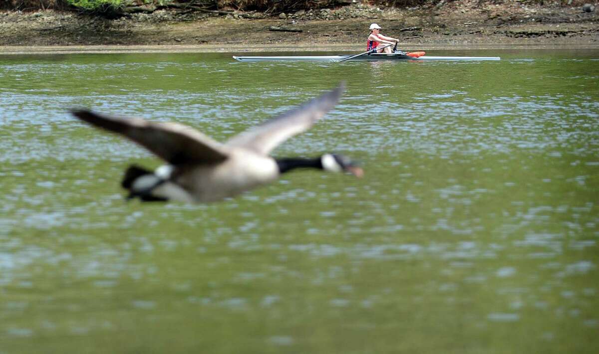 Melissa Makris, of Westport, rows past Riverside Park in 2014 as she races a goose along the Saugatuck River in Westport.