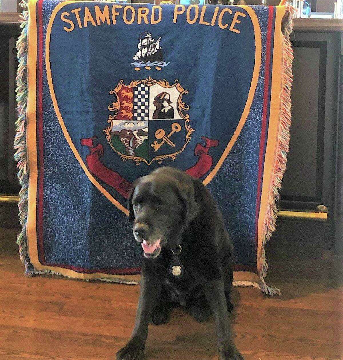 Cronin, a retired police dog from the Stamford Police Department, died at the age of 13 Friday. He worked with the department for eight years.