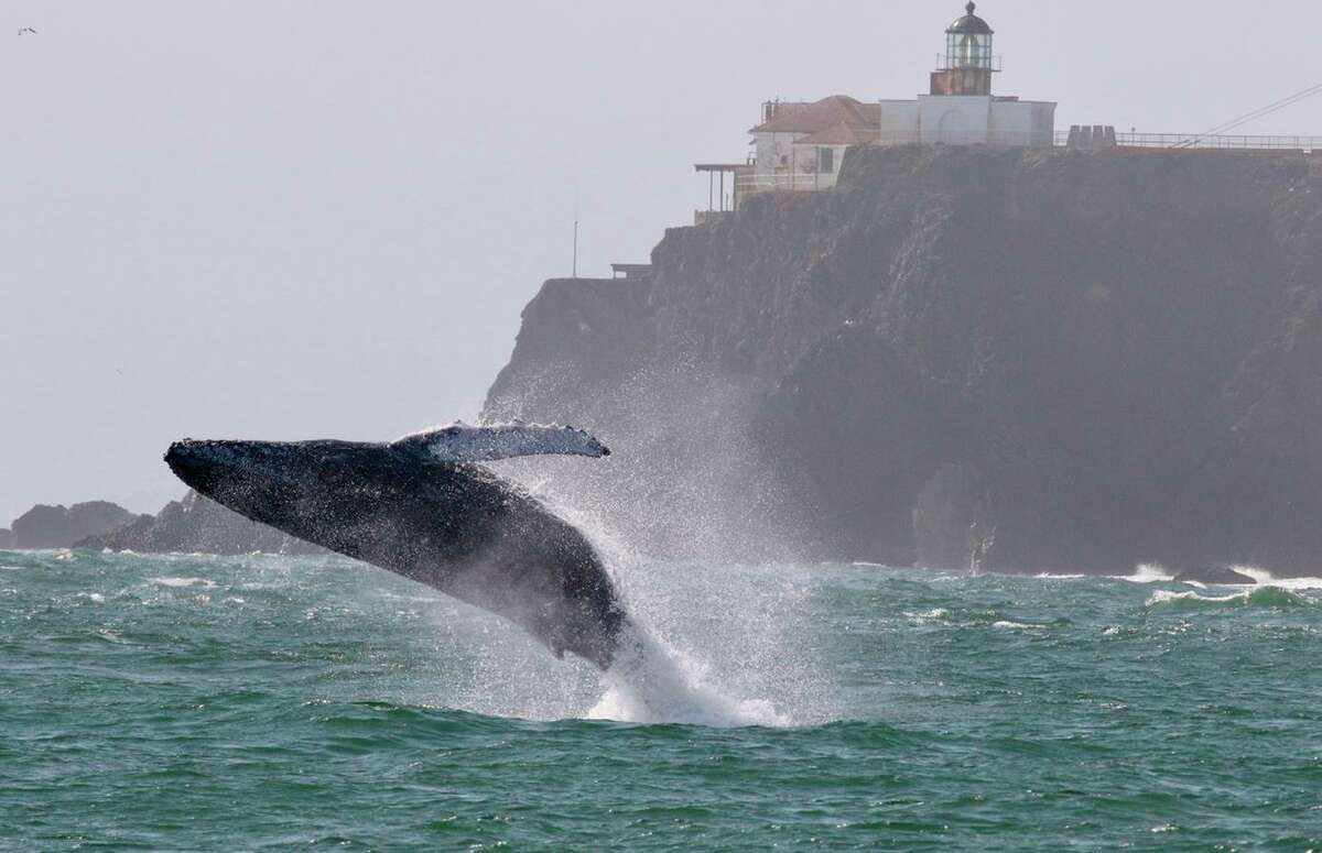 A humpback whale breaches near Point Bonita Lighthouse just outside the Golden Gate Bridge. Humpbacks are spending more time close to the coast and inside the San Francisco Bay.