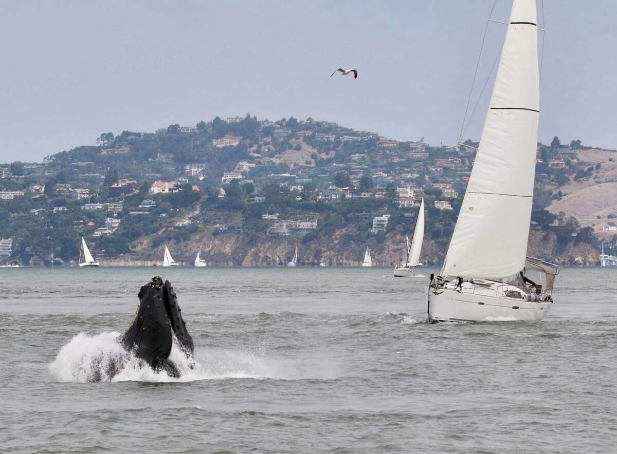 Kuprotasis banginis, mintantis ančiuviais, San Francisko įlankoje 2019 m.