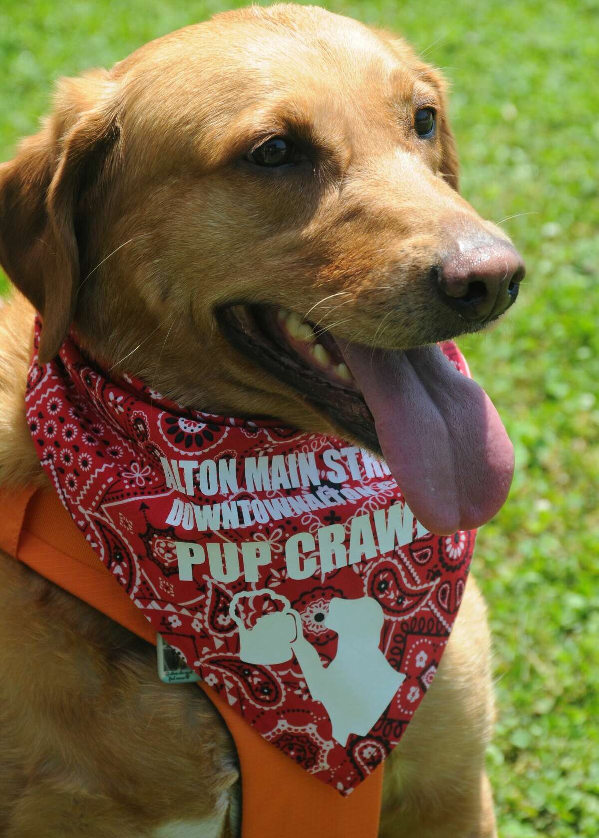 Lucille, who belongs to Michelle Dalton of Alton, sports her Pup Crawl neckerchief on Saturday. More than two dozen businesses welcomed people and their dogs during the event.