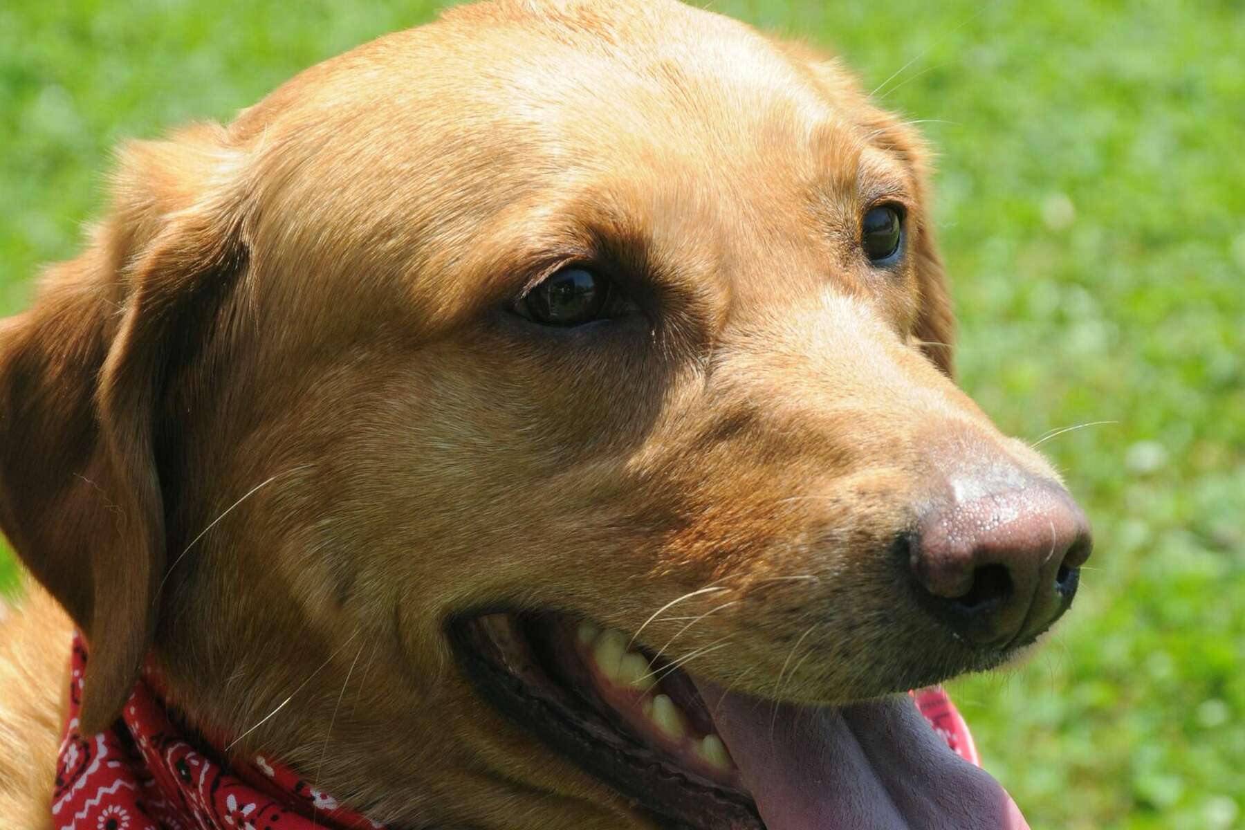 Why Do Dogs Take Their Tongue Out