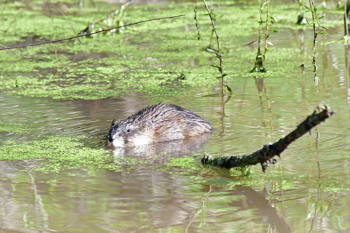 A muskrat cools down with a swim in a pond.