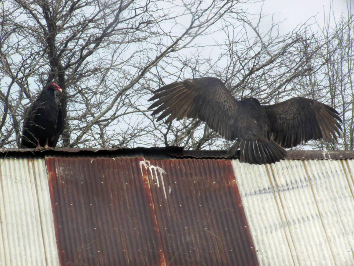 A turkey buzzard lands on the roof of an old shed in rural Greene County.