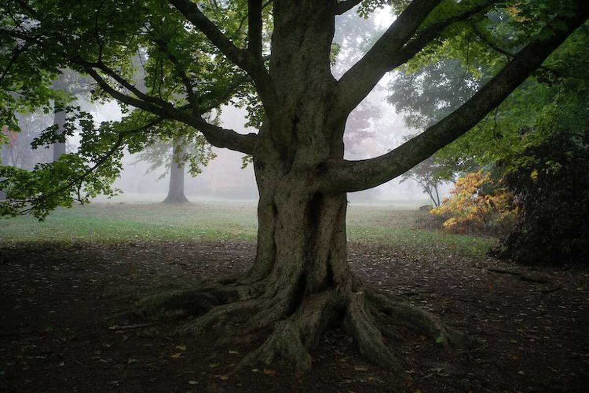A photo from “Savatieri: A Year With A Tree," Dan Weingrod's new book about a single Elizabeth Park tree.