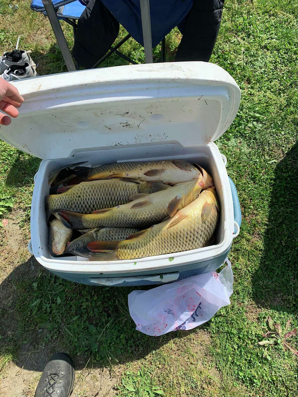 The the Department of Energy and Environmental Protection’s Environmental Conservation Police have cited three men for “over bagging” carp from the Connecticut River in Cromwell, Conn., issuing fines over $4,200, the agency said on Monday, May 16, 2022.