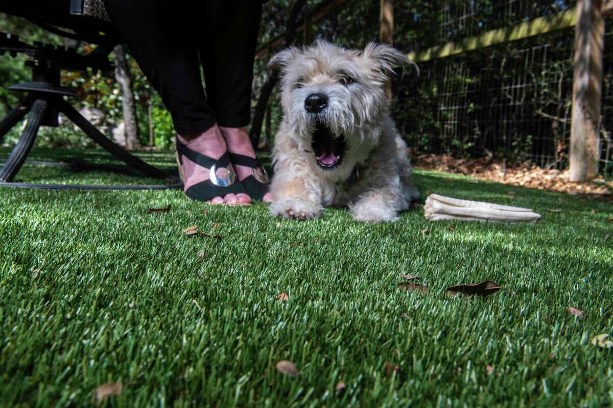 A close-up of the artificial turf in Sharon O'Malley Burg's Rogers Ranch yard.