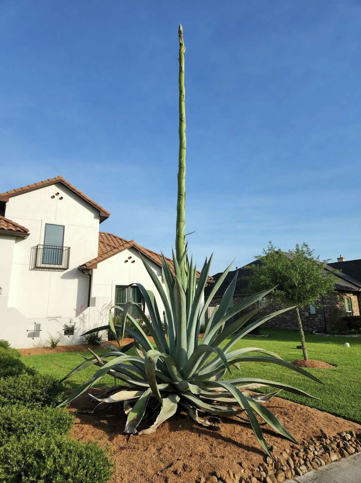 This is one of two agave americana plants outside the League City home of Eduardo and Laura Lopez. Though the plants can live to up to 30 years, Eduardo said that these plants are 9 years old.