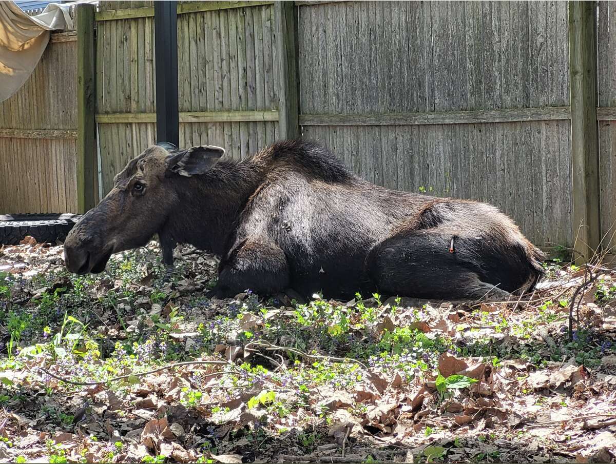 The state Department of Environmental Conservation on Monday, May 16, 2022 announced that it tracked a female cow moose to a residence in downtown Schenectady, trapped it and returned it to the wild.