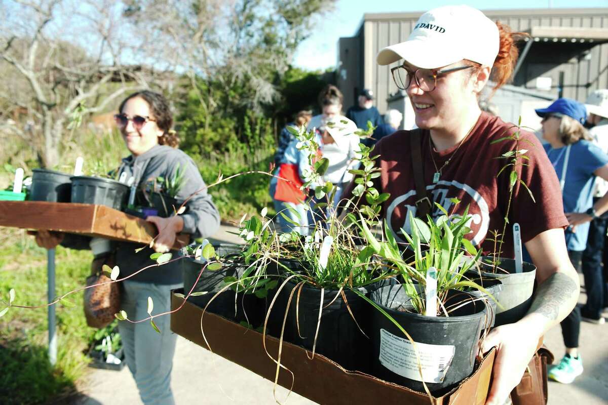 Interest in native plants is high in the Bay Area, where homeowners are increasingly interested in ecologically sustainable landscaping. Paige Russell, rear, and Elisabeth Zook carry selections they found at the March 26 plant sale of the Clear Lake chapter of the Texas Native Plant Society at the University of Houston Clear Lake.