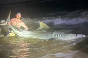 Texas angler reels in 12.5-foot tiger shark at Padre Island