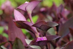 Purple heart an amazing plant for San Antonio gardens.