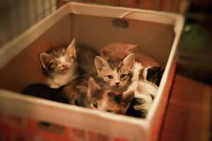 Abandoned kittens, not trash, found in brown paper bag