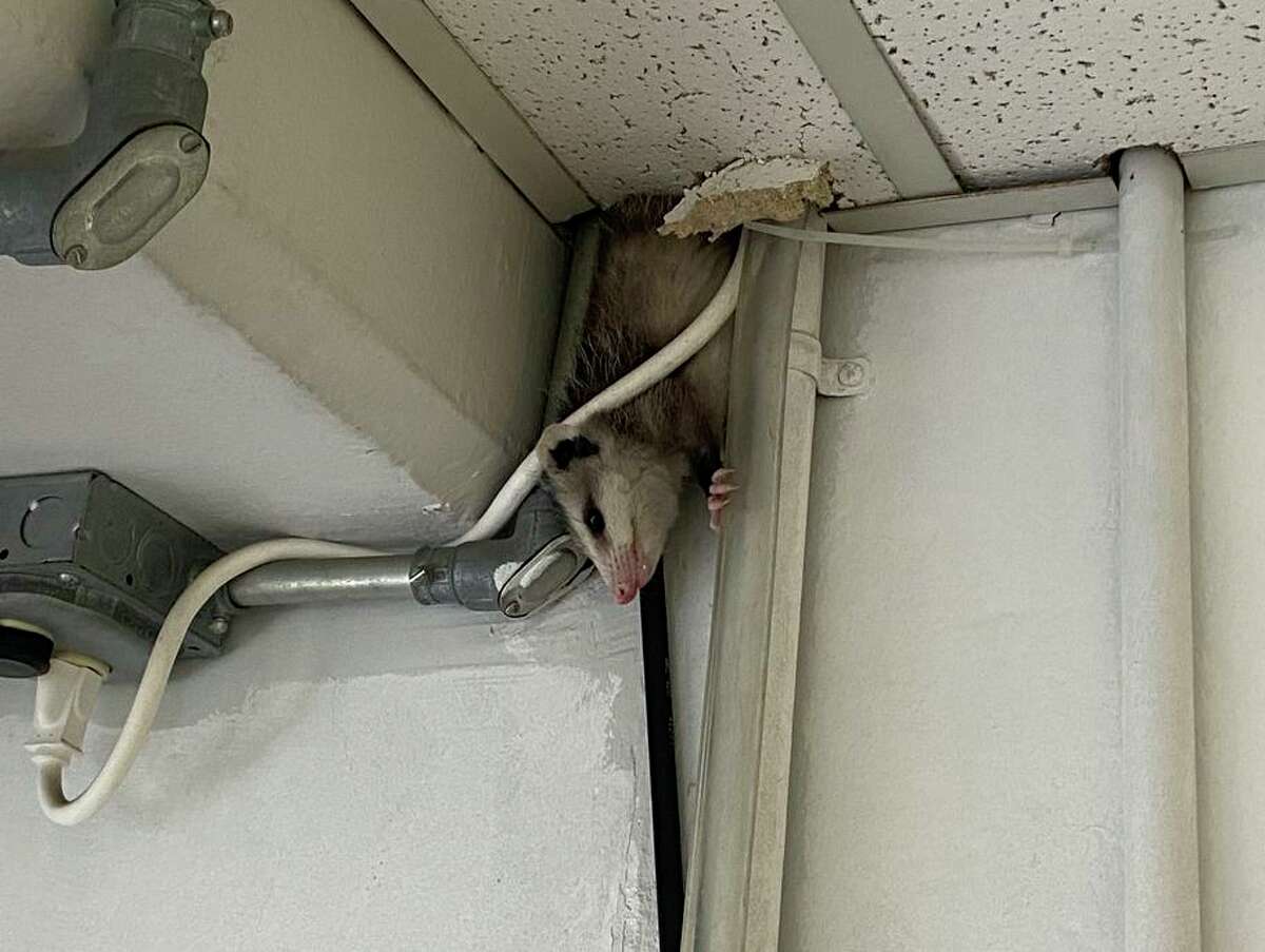 First seen after Sunday's game, an opossum at the Oakland Coliseum forced Minnesota Twins announcers from their booth before Monday's game.