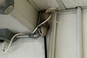Opossum trapped after visiting Coliseum press box and TV/radio booths